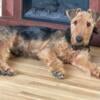 2 year old Airedale Terrior