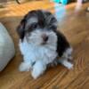 For sale. Havanese. Male. 12 weeks