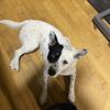 Australian Shepherd & Dalmatian mix 