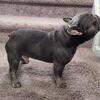 Rehoming Miniture Frenchie Male 
