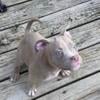 American Micro bully girl