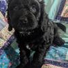 Black Cockapoo Boy, Teddy Bear