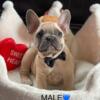 French Bulldogs 11 Weeks old