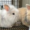 Holland Lop/Lionhead Bunnies