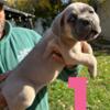 Champion Bloodline Cane Corso Puppies