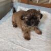 Shih tzu puppies for sale