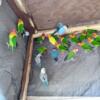 15 breeding pairs of lovebirds