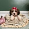 Cavapoo Puppy - 1 Female Left 