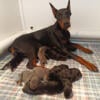 Black and Blue Doberman puppies European bloodlines in USA