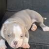 Female Micro Bully for sale