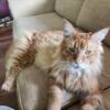 Rehoming 1.5 yr old male Polydactyl Maine Coon