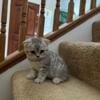 Scottish Fold and Scottish straight kittens