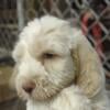 Spinone Italiano- Male puppy, white and orange