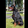 European Doberman puppies DNA clear