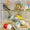 English Budgies (Feathered Re-Creations)