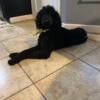 akc 2 year old standard poodle looking for home