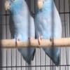 Parrotlet males for sale