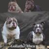 American Bully Puppies Looking for Homes