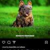 Female frenchie pup