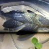 Vampire pleco