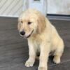 Only one male left special price  AKC register, golden retriever puppies