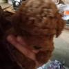 CKC Poodles