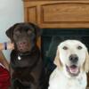 American Lab puppies (AKC)