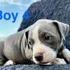  fawns, tri colors brindle and gray puppies