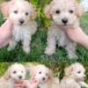 Cream Male Miniature Poodle Puppy