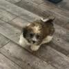 Havanese puppy male- does NOT shed!