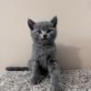 BIG Sale! British kittens in Long Island Huntington NY