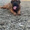 Ultimate mastiff bandogge male pup 