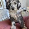 F2 b Bernedoodle Puppy