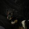 Female Chiweenie For Sale
