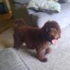 Female f1b chocolate labradoodle