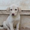 Yellow lab female