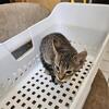 domestic shorthair kitten