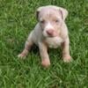 Price  Reduced ABKC XL Bullies pups for sale +UPDATE+