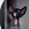 Sphynx girl available