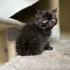 Exotic Shorthair kittens