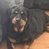 Rottweiler Puppies For Sale Price Reduced