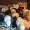 Silkie chicks