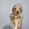 Golden doodle puppies for sale