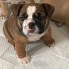 AKC Registered English Bulldog Puppies