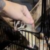 Friendly Sugar Gliders 