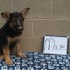 Sable, Bi-Color 11 Week Old German Shepherd Puppies