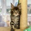 NewElite Maine coon kitten from Europe with excellent pedigree, female. Alva Naomi