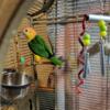 Male White Belly Caique