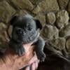 French Bulldog Blue male