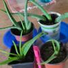 Aloe plant pup, succulent, skin healing plant, easy to grow